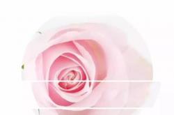 粉红雪山玫瑰,粉红雪山玫瑰简介